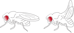 D. melanogaster which carries the Cy allele (right), hence showing a characteristic phenotype of curly wings in adult flies[63]