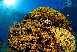 Red Sea coral and marine fish