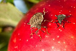 Stink bugs feeding on an apple