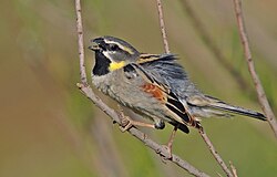 A male Dead Sea sparrow in southeastern Turkey