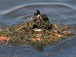 Some waterbirds, including the grebes, build floating platform nests.