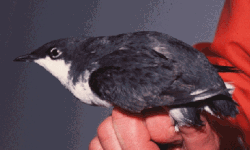 The synthliboramphine Xantus's murrelet (Synthliboramphus hypoleucus) is quite distinct from the brachyramphine murrelets.
