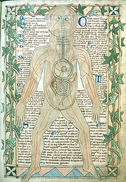 13th century anatomical illustration