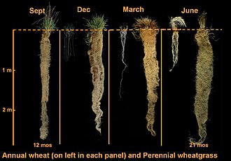 Roots of intermediate wheatgrass, a perennial grain candidate compared to those of annual wheat (at left in each panel)