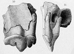 1869 lithograph of the holotype molar and maxilla fragment of S. fatalis