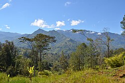 The melampittas are found in the highlands of New Guinea