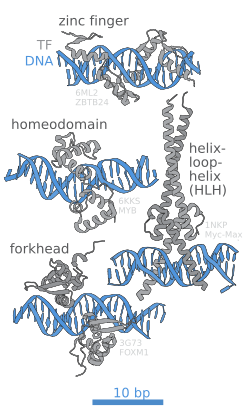 DNA contacts of different types of DNA-binding domains of transcription factors
