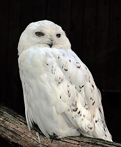 The snowy owl is very endangered in Scandinavia[81] and Finland, where it is found only in northern Lapland.[82]