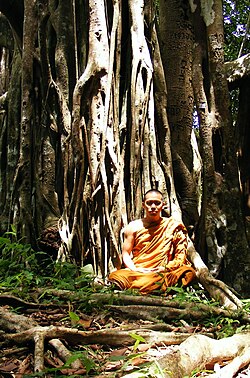 Living at the root of a tree (trukkhamulik'anga) is one of the dhutaṅgas, a series of optional ascetic practices for Buddhist monastics.
