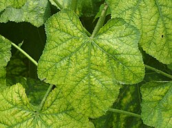 Partial chlorosis revealing palmate venation in simple leaves of Hibiscus mutabilis