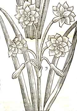 An illustration of a Double Daffodil from the second edition of Paradisi in Sole (1656).