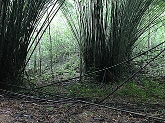 Clumps of bamboo in a Puerto Rican subtropical wet forest. Typical roosting habitat for the Puerto Rican tanager.