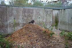Australian brushturkey on its mound
