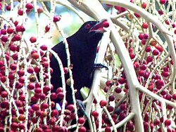 Unlike most cuckoos, the Asian koel is mostly frugivorous.