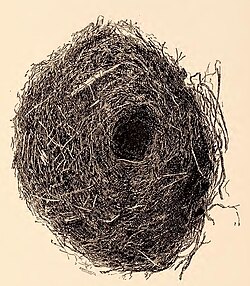 Rock wren nest