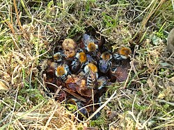 An above-ground nest, hidden in grass and moss, of the common carder bee, Bombus pascuorum. The wax canopy or involucrum has been removed to show winged workers and pupae in irregularly placed wax cells.