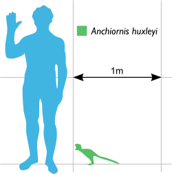 Size compared with a human