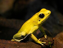 Perhaps the most poisonous animal in the world, the golden poison frog (Phyllobates terribilis) is endemic to Colombia.[165]