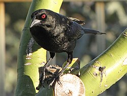 The bronzed cowbird, Molothrus aeneus, continues to expand its range in New Mexico and Texas due to deforestation.