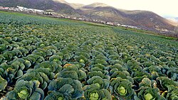 A cabbage field in North Macedonia