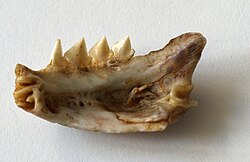 Jawbone of Pygocentrus nattereri