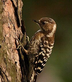 Pygmy woodpecker in South Korea