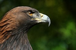 Portrait of a golden eagle near the Alps