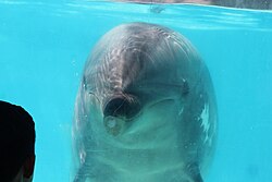 A dolphin looks at a guest at SeaWorld San Diego