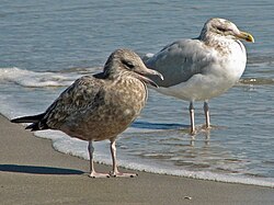 Juvenile and adult in North Carolina