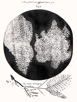 Robert Hooke's drawing of cells in cork, 1665