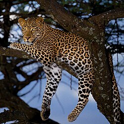 Male leopard in the Maasai Mara