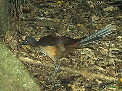 Female Albert's lyrebird