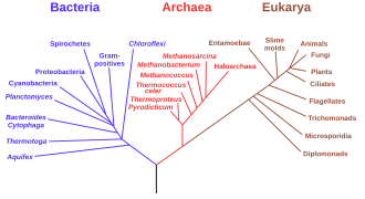A speculatively rooted tree for RNA genes, showing major branches Bacteria, Archaea, and Eukaryota