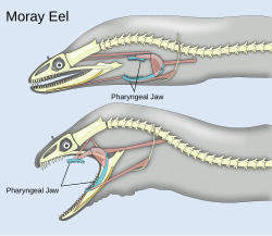 Moray eels have two sets of jaws: the oral jaws that capture prey and the pharyngeal jaws that advance into the mouth and move prey from the oral jaws to the esophagus for swallowing.