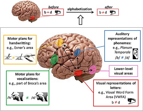Brain areas involved in literacy acquisition