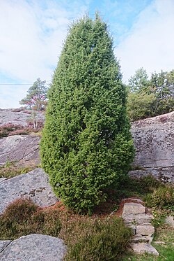 Teardrop-shaped J. communis in Hvaler, Norway