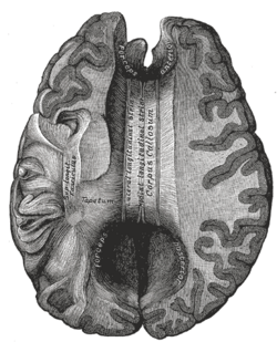 Corpus callosum view, front part at top of image