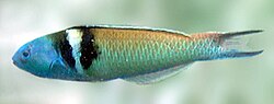 A terminal-phase male bluehead wrasse