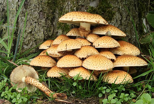 Pholiota squarrosa growing at the base of a tree