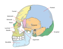Side bones of skull