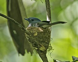 Female pale-blue monarch on a nest constructed on forked branch