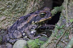 on Taveuni, Fiji