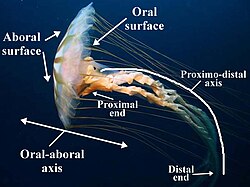 Terms can be modified with prefixes and suffixes. In this image showing the jellyfish species Chrysaora, the prefix 'ab-', is used to indicate something that is 'away from' the mouth, for example the aboral. Other terms are combined to indicate axes, such as proximodistal axis.