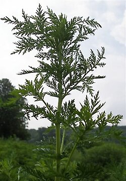 Artemisia annua, also known as sweet wormwood, the original source of artemisinin