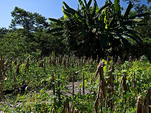 A milpa in Central America. The corn stalks have been bent and left to dry with cobs in place to indicate the planting of other crops.