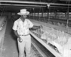 A chicken coop from the 1950s