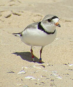 Piping plover in its Atlantic beach nesting habitat