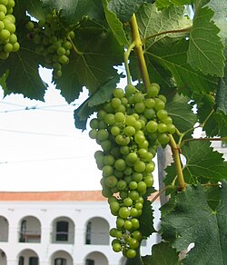 Torrontés grapes, pre-veraison, growing in the Cafayate region.