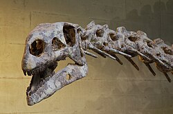 Skull and forward cervical spine of Plateosaurus engelhardti, probably the replica of a skeleton from Ellingen