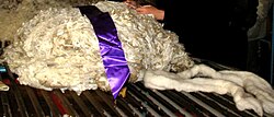 Fleece of fine New Zealand Merino wool and combed wool top on a wool table